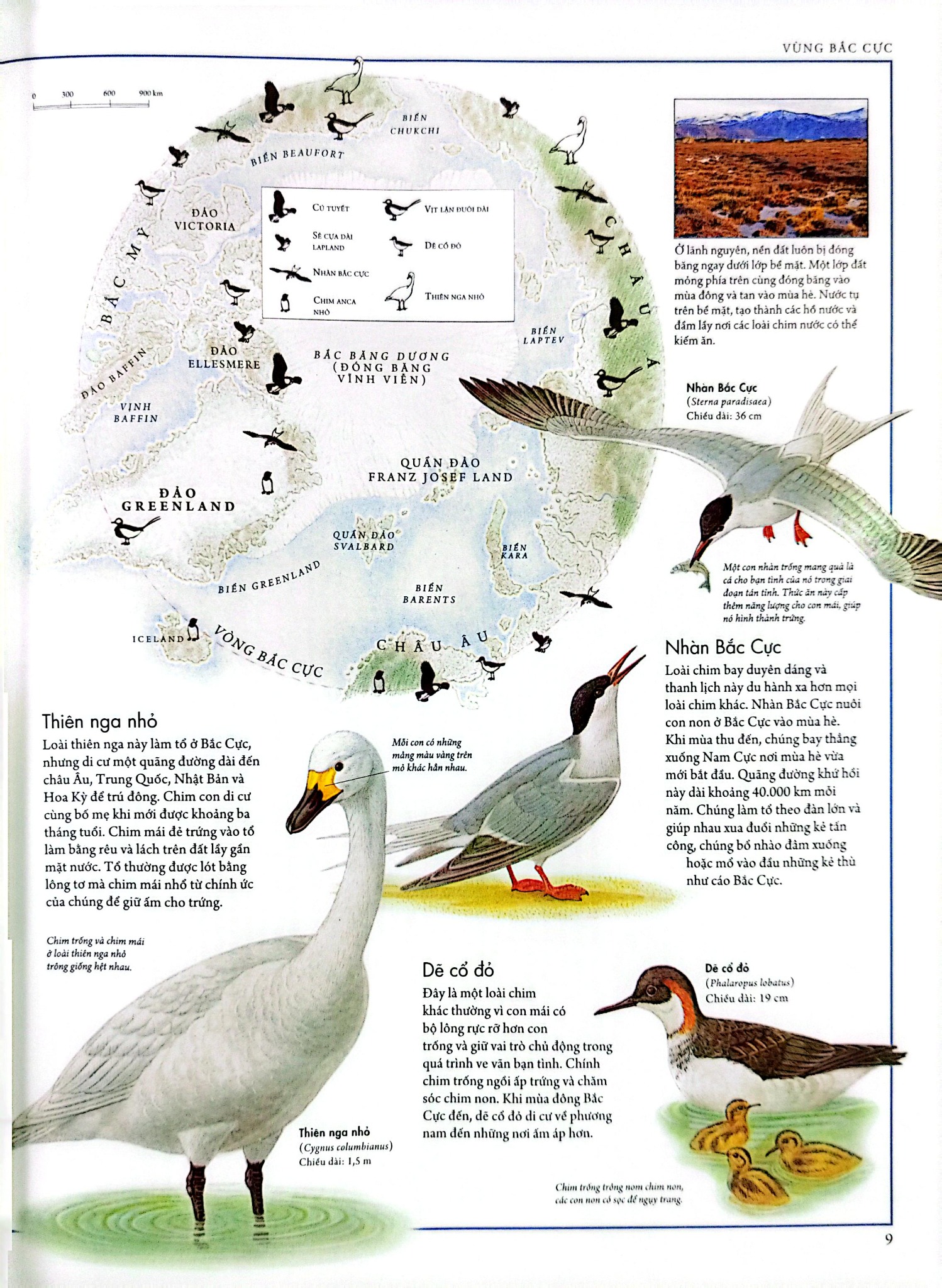 Combo 2 Quyển Atlas Động Vật + Atlas Các Loài Chim - Barbara Taylor, Richard Orr