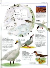 Combo 2 Quyển Atlas Động Vật + Atlas Các Loài Chim - Barbara Taylor, Richard Orr