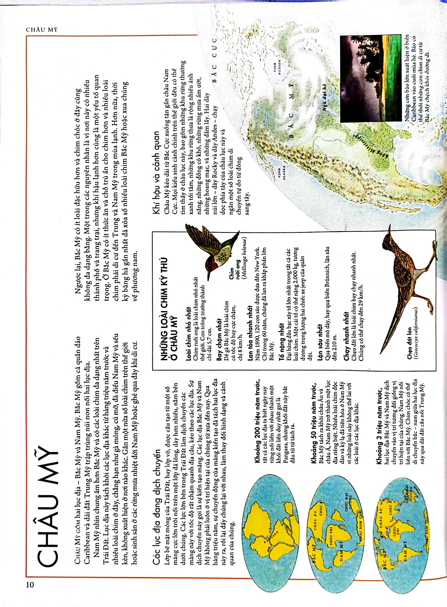 Combo 2 Quyển Atlas Động Vật + Atlas Các Loài Chim - Barbara Taylor, Richard Orr