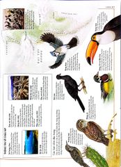 Combo 2 Quyển Atlas Động Vật + Atlas Các Loài Chim - Barbara Taylor, Richard Orr