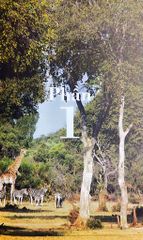 Mia Và Chú Sư Tử Trắng - Prune De Maistre