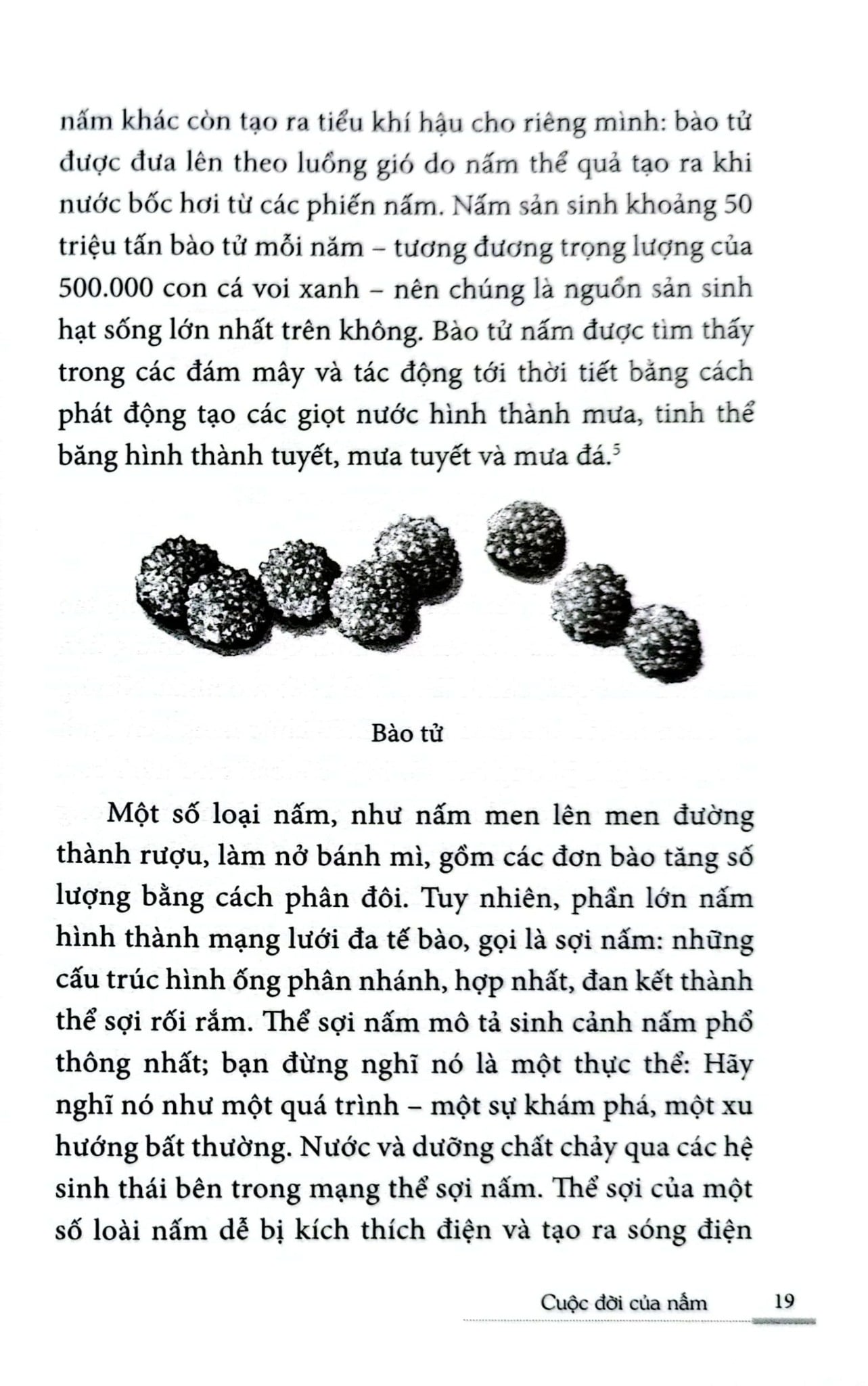 Cuộc Đời Của Nấm - Entangled Life - Merlin Sheldrake