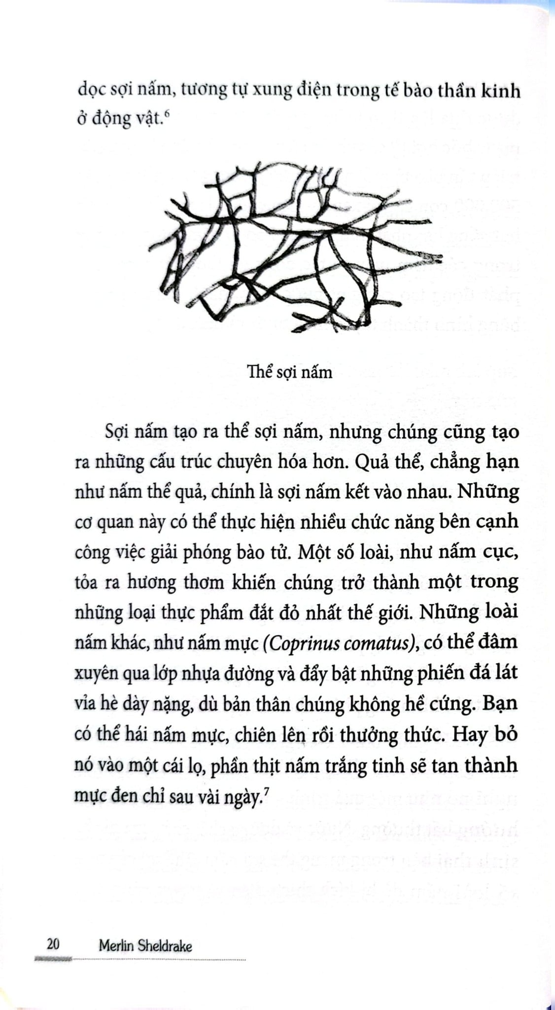 Cuộc Đời Của Nấm - Entangled Life - Merlin Sheldrake