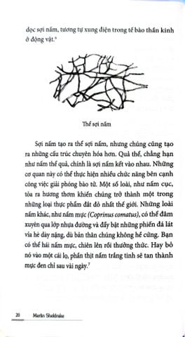  Cuộc Đời Của Nấm - Entangled Life - Merlin Sheldrake 
