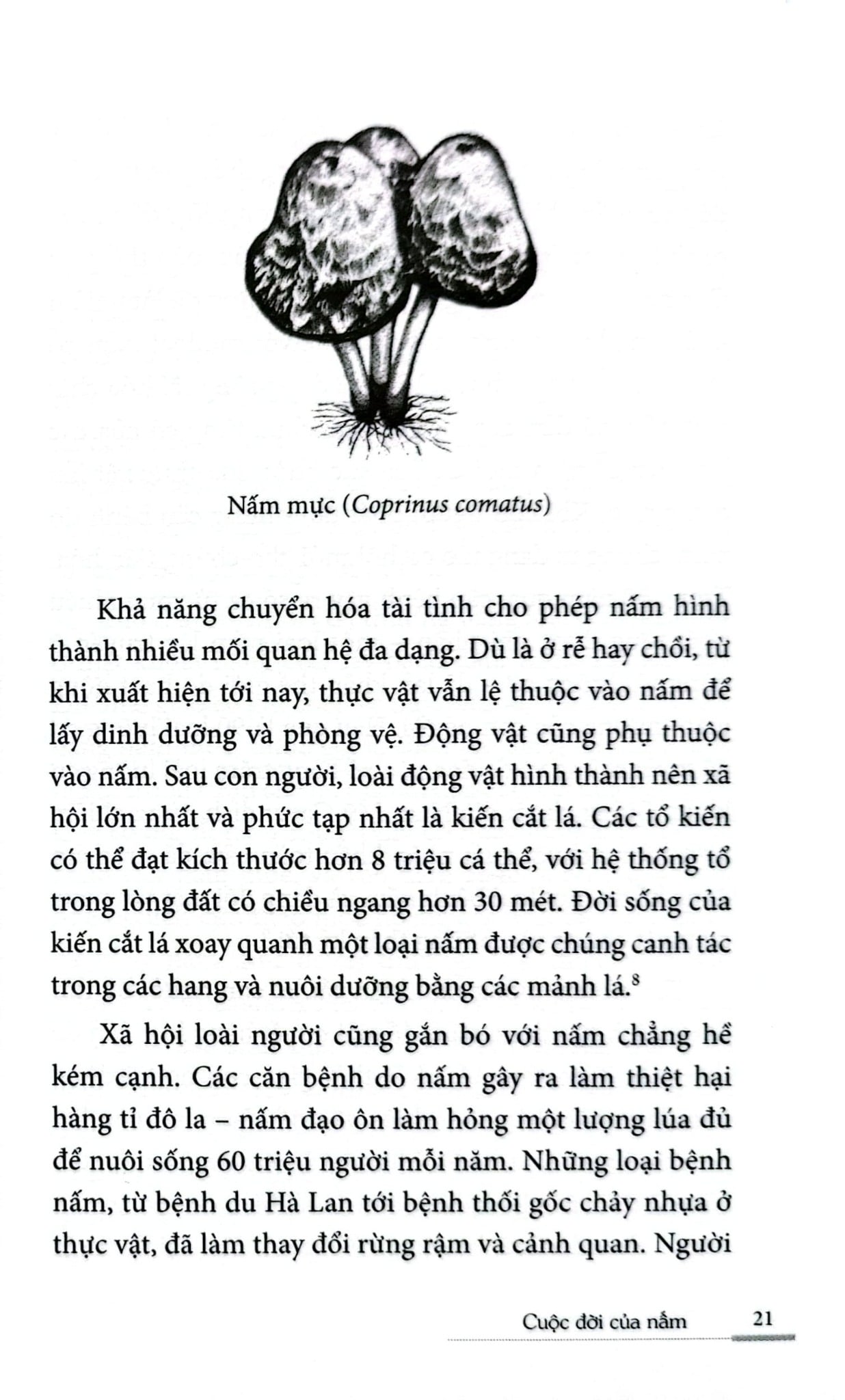 Cuộc Đời Của Nấm - Entangled Life - Merlin Sheldrake