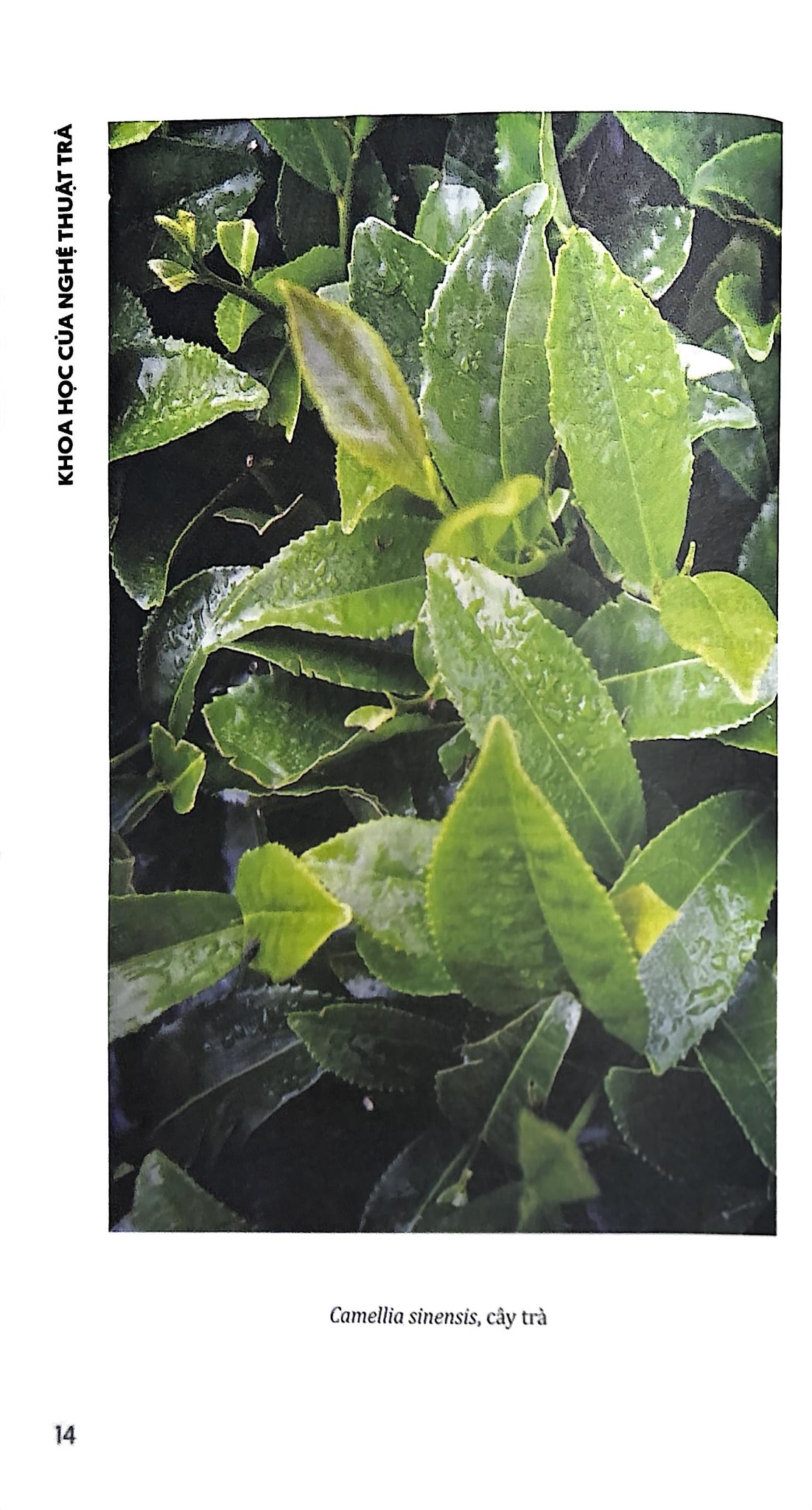 Khoa Học Của Nghệ Thuật Trà - Tony Gebely