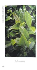 Khoa Học Của Nghệ Thuật Trà - Tony Gebely