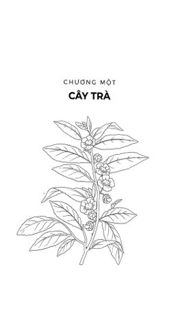  Combo Sách Hiểu Hết Về Trà + Hiểu Hết Về Cà Phê (Bộ 2 Cuốn) 