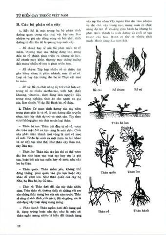 Combo 2 Quyển Từ Điển Cây Thuốc Việt Nam (Tập 1 + 2) - GS. Võ Văn Chi