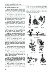 Combo 2 Quyển Từ Điển Cây Thuốc Việt Nam (Tập 1 + 2) - GS. Võ Văn Chi