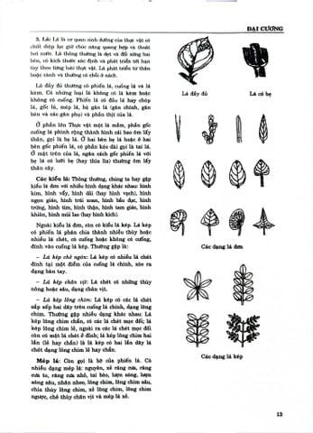 Combo 2 Quyển Từ Điển Cây Thuốc Việt Nam (Tập 1 + 2) - GS. Võ Văn Chi