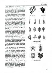 Combo 2 Quyển Từ Điển Cây Thuốc Việt Nam (Tập 1 + 2) - GS. Võ Văn Chi