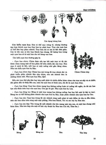 Combo 2 Quyển Từ Điển Cây Thuốc Việt Nam (Tập 1 + 2) - GS. Võ Văn Chi