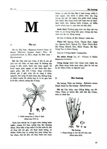 Combo 2 Quyển Từ Điển Cây Thuốc Việt Nam (Tập 1 + 2) - GS. Võ Văn Chi