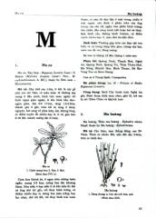 Combo 2 Quyển Từ Điển Cây Thuốc Việt Nam (Tập 1 + 2) - GS. Võ Văn Chi