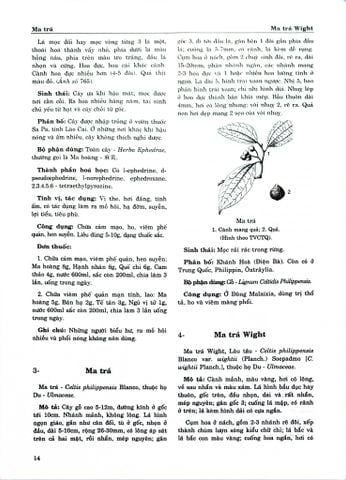 Combo 2 Quyển Từ Điển Cây Thuốc Việt Nam (Tập 1 + 2) - GS. Võ Văn Chi