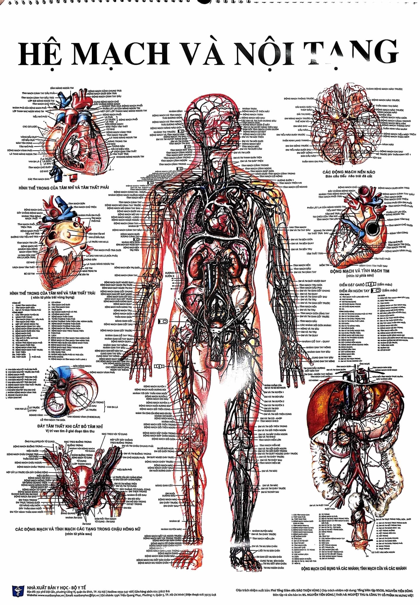 Tranh Giải Phẫu (13 Tờ) - GS. Nguyễn Quang Quyền