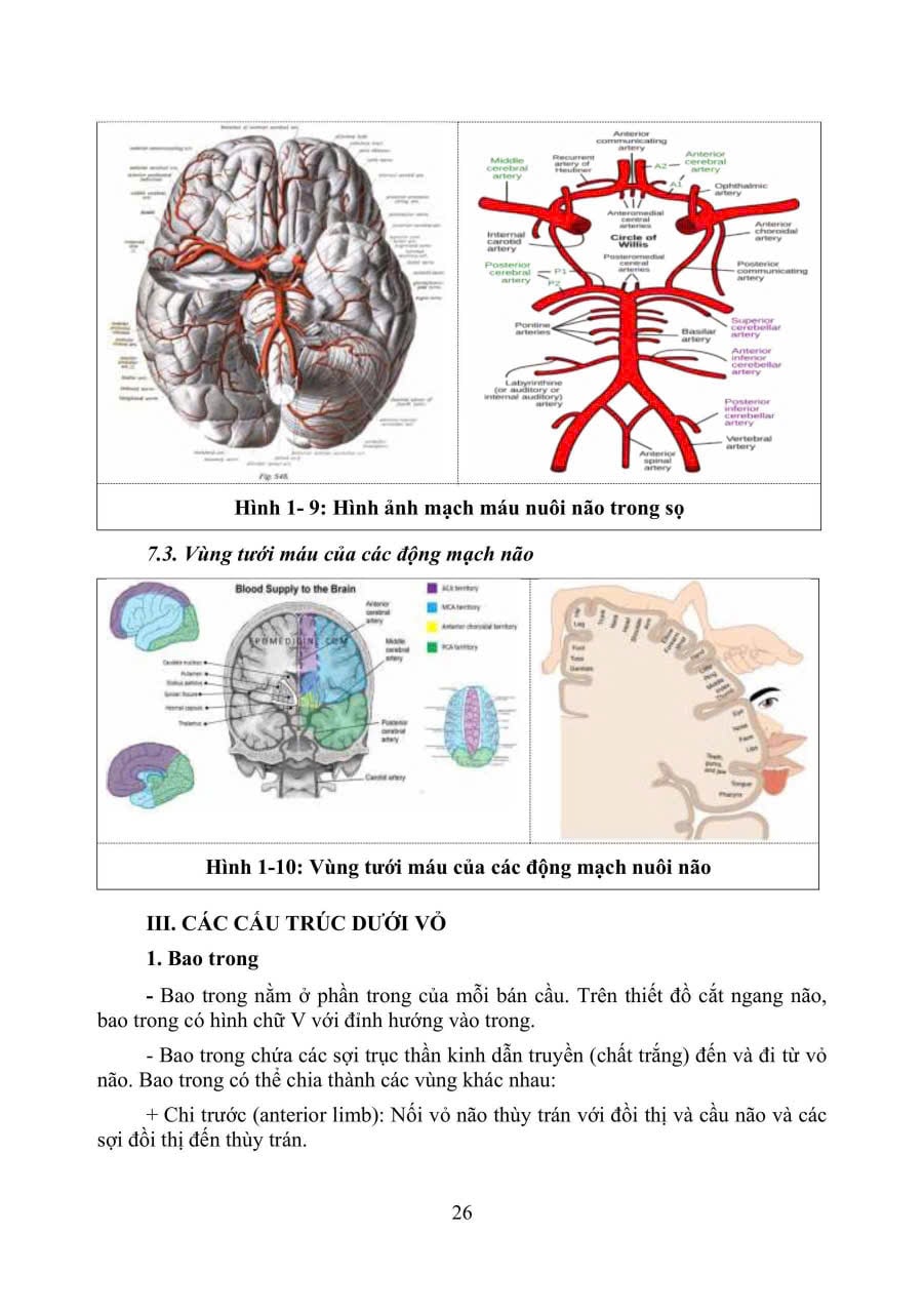Phục Hồi Chức Năng Chấn Thương Não - TS.BS Cẩm Bá Thức - TS.BS Bùi Huy Mạnh