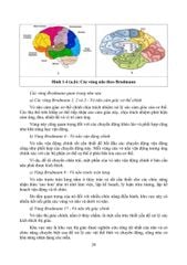 Phục Hồi Chức Năng Chấn Thương Não - TS.BS Cẩm Bá Thức - TS.BS Bùi Huy Mạnh