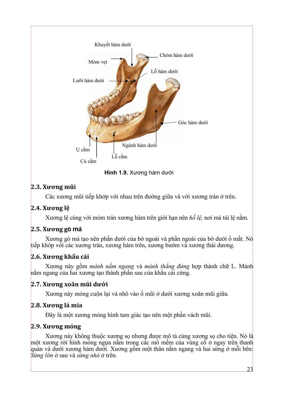 Giải Phẫu Hệ Thống - ĐH Y Hà Nội, PGS.TS Trần Sinh Vương