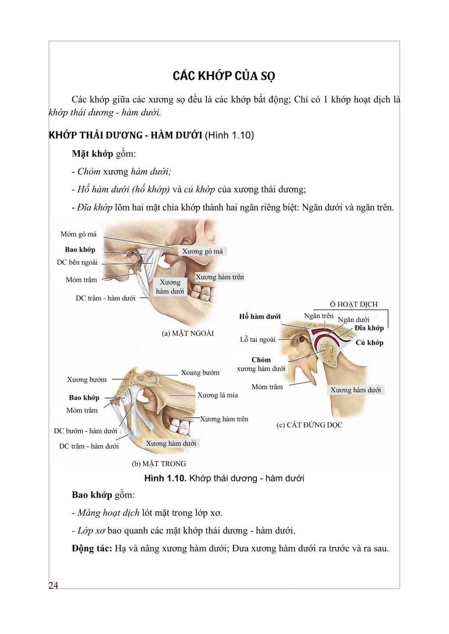 Giải Phẫu Hệ Thống - ĐH Y Hà Nội, PGS.TS Trần Sinh Vương