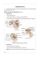 Giải Phẫu Hệ Thống - ĐH Y Hà Nội, PGS.TS Trần Sinh Vương