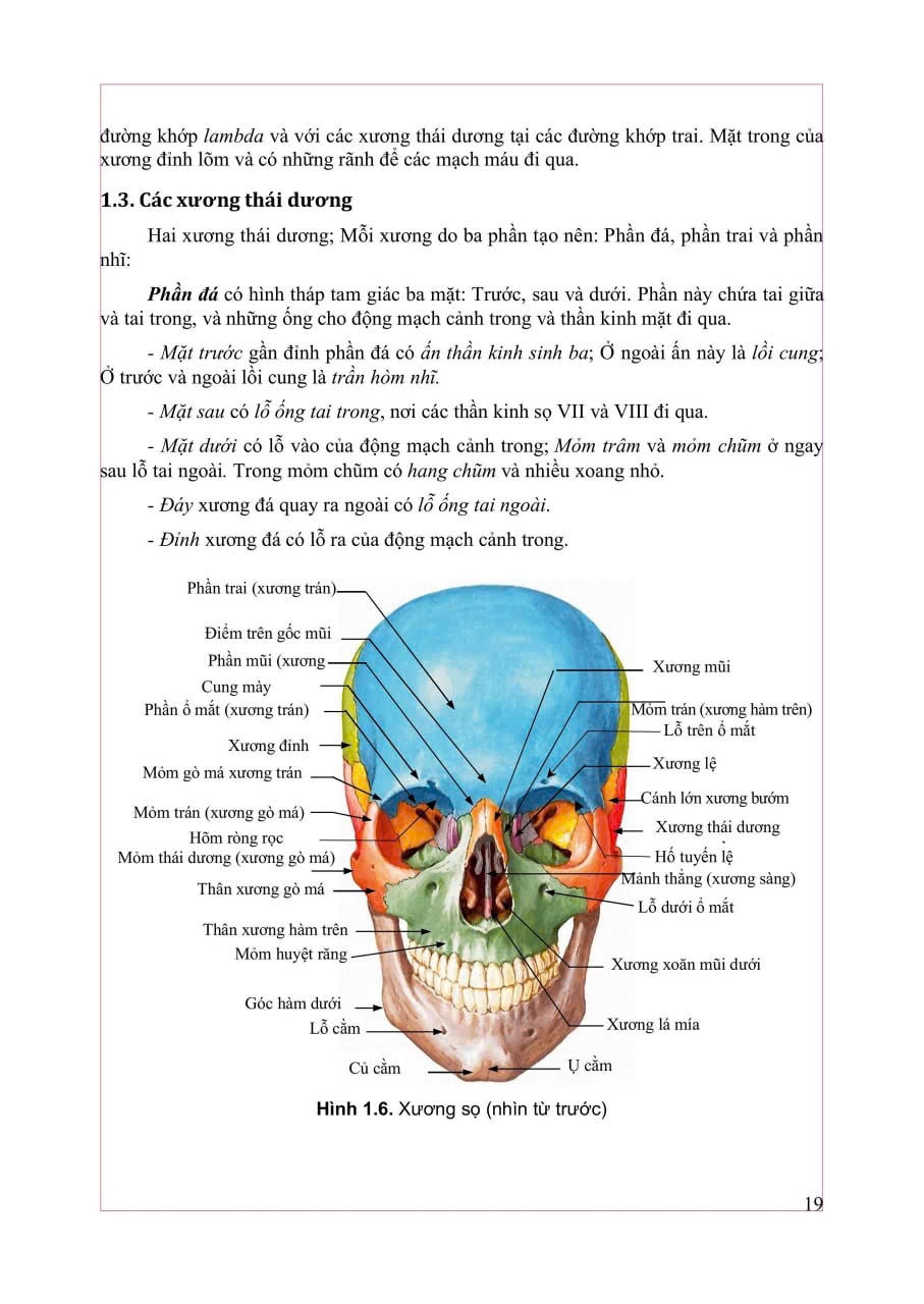 Giải Phẫu Hệ Thống - ĐH Y Hà Nội, PGS.TS Trần Sinh Vương