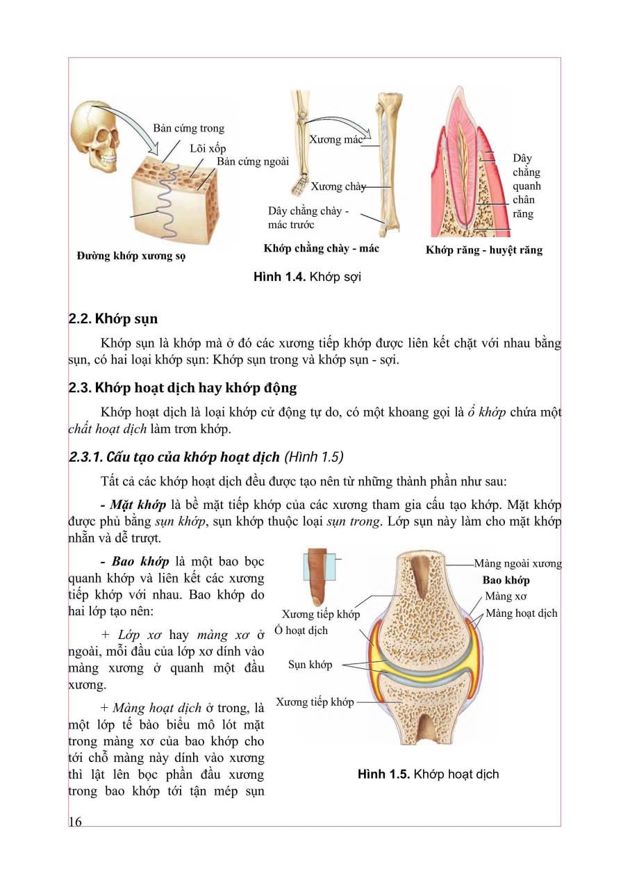 Giải Phẫu Hệ Thống - ĐH Y Hà Nội, PGS.TS Trần Sinh Vương