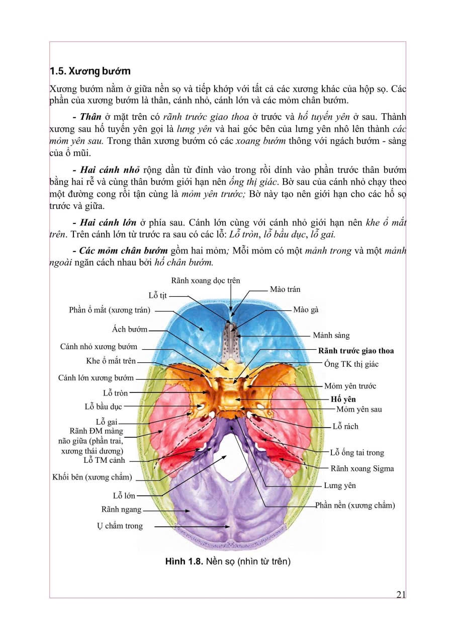 Giải Phẫu Hệ Thống - ĐH Y Hà Nội, PGS.TS Trần Sinh Vương