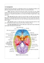 Giải Phẫu Hệ Thống - ĐH Y Hà Nội, PGS.TS Trần Sinh Vương