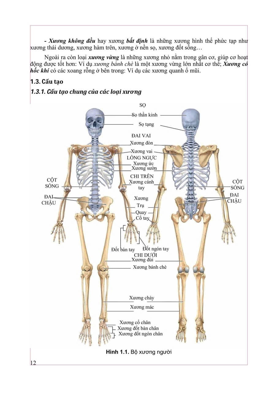 Giải Phẫu Hệ Thống - ĐH Y Hà Nội, PGS.TS Trần Sinh Vương