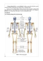 Giải Phẫu Hệ Thống - ĐH Y Hà Nội, PGS.TS Trần Sinh Vương