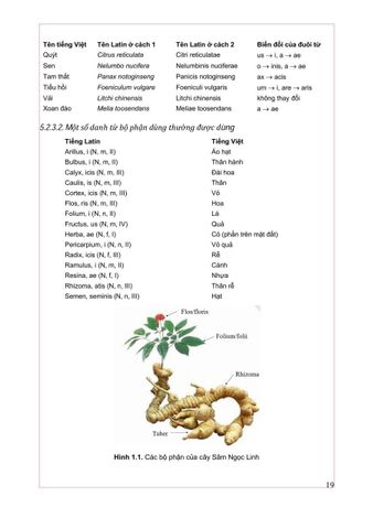  Thực Vật Dược 2025 - PGS.TS. Trần Văn Ơn – TS. Hoàng Quỳnh Hoa 