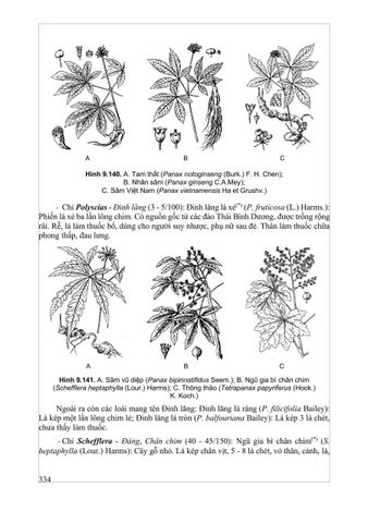  Thực Vật Dược 2025 - PGS.TS. Trần Văn Ơn – TS. Hoàng Quỳnh Hoa 