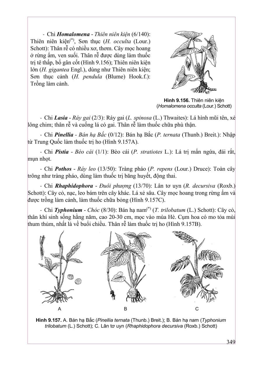 Thực Vật Dược 2025 - PGS.TS. Trần Văn Ơn – TS. Hoàng Quỳnh Hoa