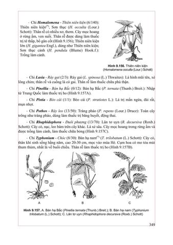  Thực Vật Dược 2025 - PGS.TS. Trần Văn Ơn – TS. Hoàng Quỳnh Hoa 