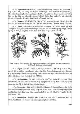  Thực Vật Dược 2025 - PGS.TS. Trần Văn Ơn – TS. Hoàng Quỳnh Hoa 