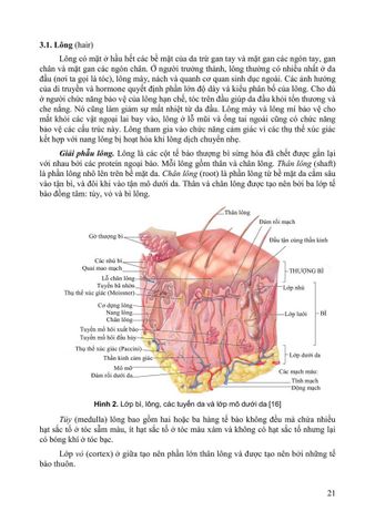  Giải Phẩu Người - Nguyễn Văn Huy (CB) 
