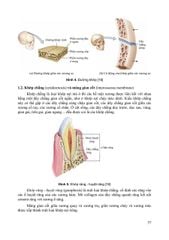 Giải Phẩu Người - Nguyễn Văn Huy (CB) - ĐH Y Hà Nội - Bộ Môn Giải Phẫu