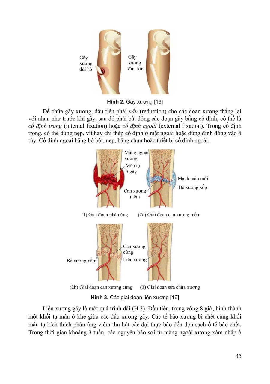 Giải Phẩu Người - Nguyễn Văn Huy (CB) - ĐH Y Hà Nội - Bộ Môn Giải Phẫu