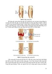 Giải Phẩu Người - Nguyễn Văn Huy (CB) - ĐH Y Hà Nội - Bộ Môn Giải Phẫu