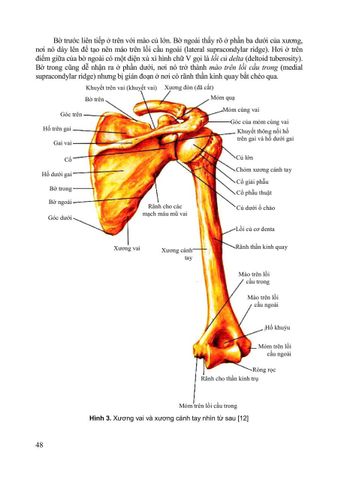  Giải Phẩu Người - Nguyễn Văn Huy (CB) 