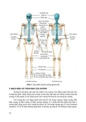 Giải Phẩu Người - Nguyễn Văn Huy (CB) - ĐH Y Hà Nội - Bộ Môn Giải Phẫu