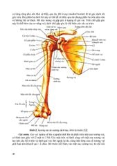 Giải Phẩu Người - Nguyễn Văn Huy (CB) - ĐH Y Hà Nội - Bộ Môn Giải Phẫu