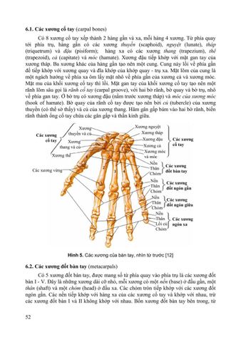  Giải Phẩu Người - Nguyễn Văn Huy (CB) 