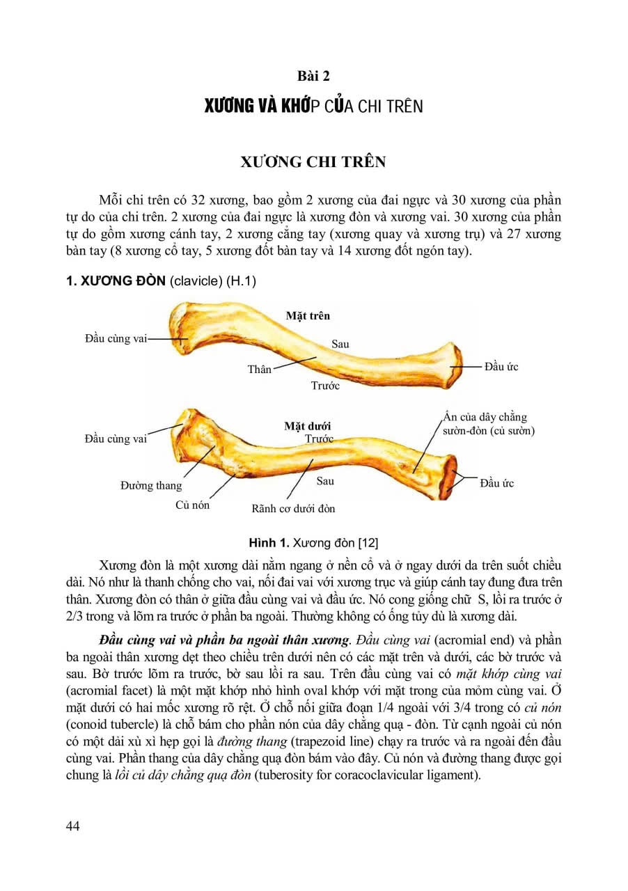 Giải Phẩu Người - Nguyễn Văn Huy (CB) - ĐH Y Hà Nội - Bộ Môn Giải Phẫu