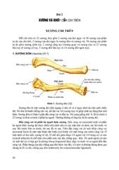 Giải Phẩu Người - Nguyễn Văn Huy (CB) - ĐH Y Hà Nội - Bộ Môn Giải Phẫu