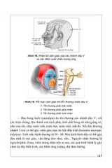 Thực Hành Lâm Sàng Thần Kinh Học Tập II - Triệu Chứng Học - GS.TS.BS Nguyễn Văn Chương