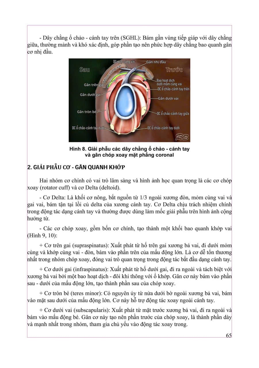 Chẩn Đoán Hình Ảnh Cơ Xương Khớp Tập 2 - PGS.TS.BS Nguyễn Duy Hùng