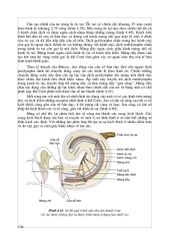 Vật Lý Lý Sinh Y Học - PGS.TSKH. Phan Sỹ An, PGS.TS. Nguyễn Văn Thiện
